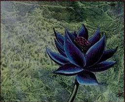 black_lotus.jpg
